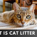Cat Litter Rug