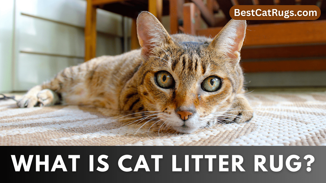 Cat Litter Rug