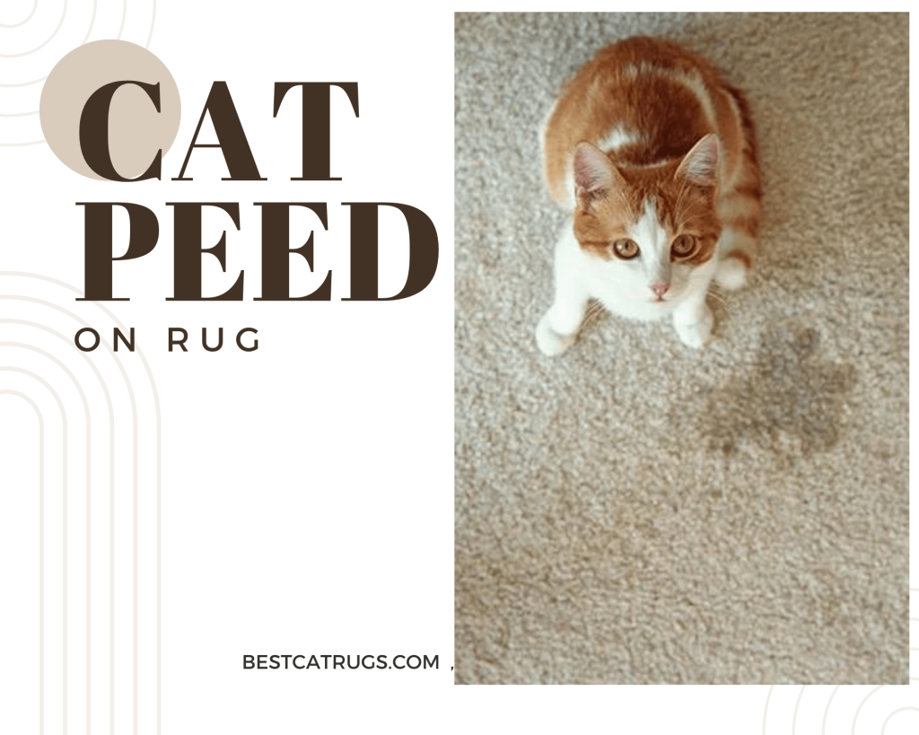 cat peed on rug