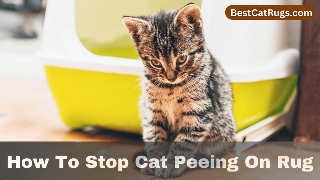 How To Stop Cat Peeing On Rug