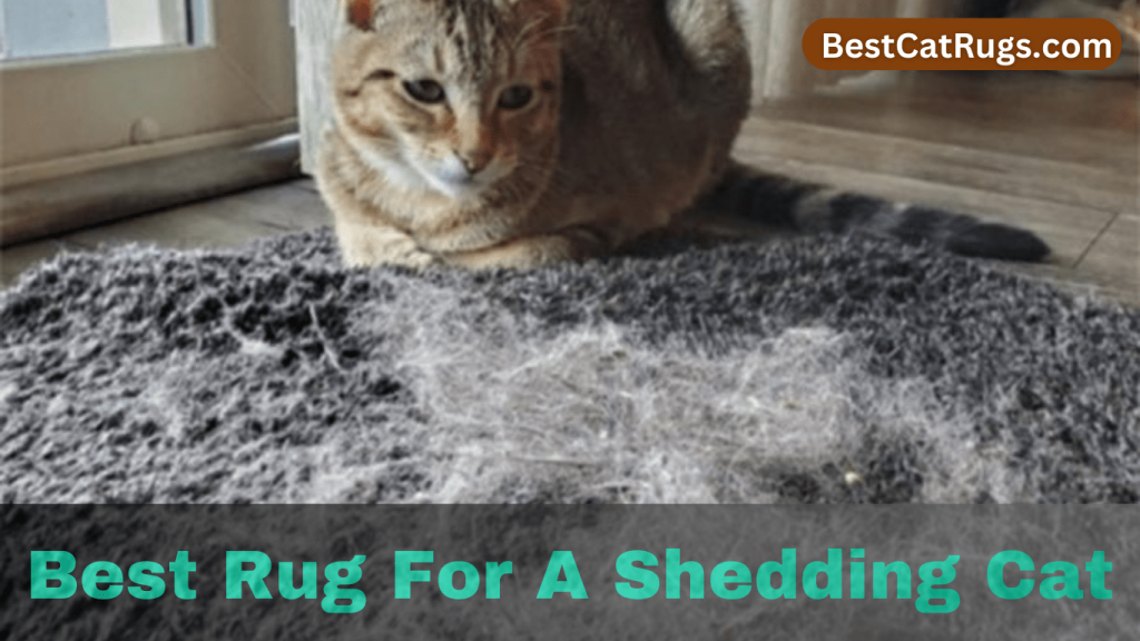 Best rug for a shedding cat