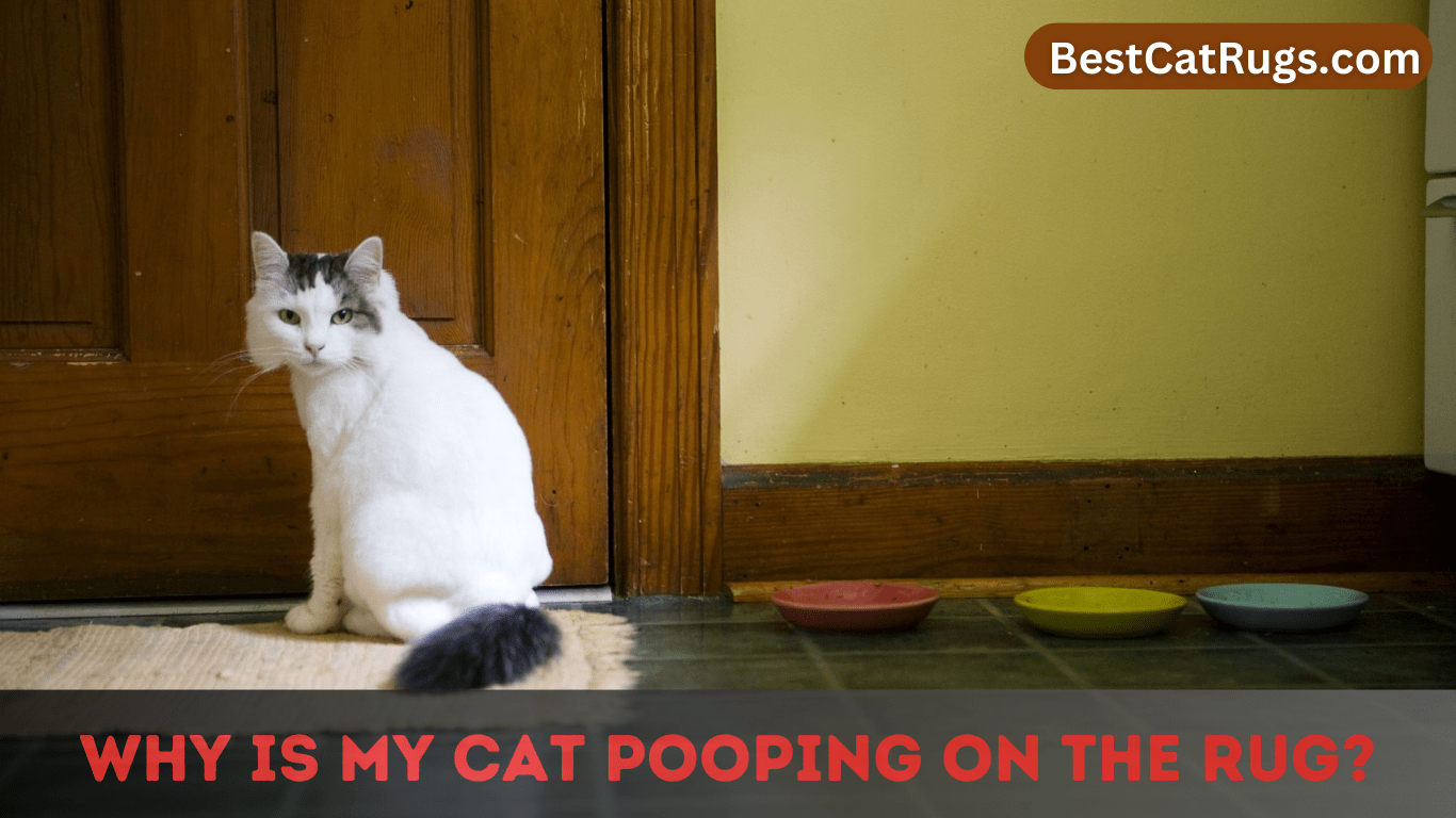 Why Is My Cat Pooping On The Rug?