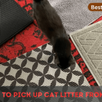 Best Way To Pick Up Cat Litter From The Rug