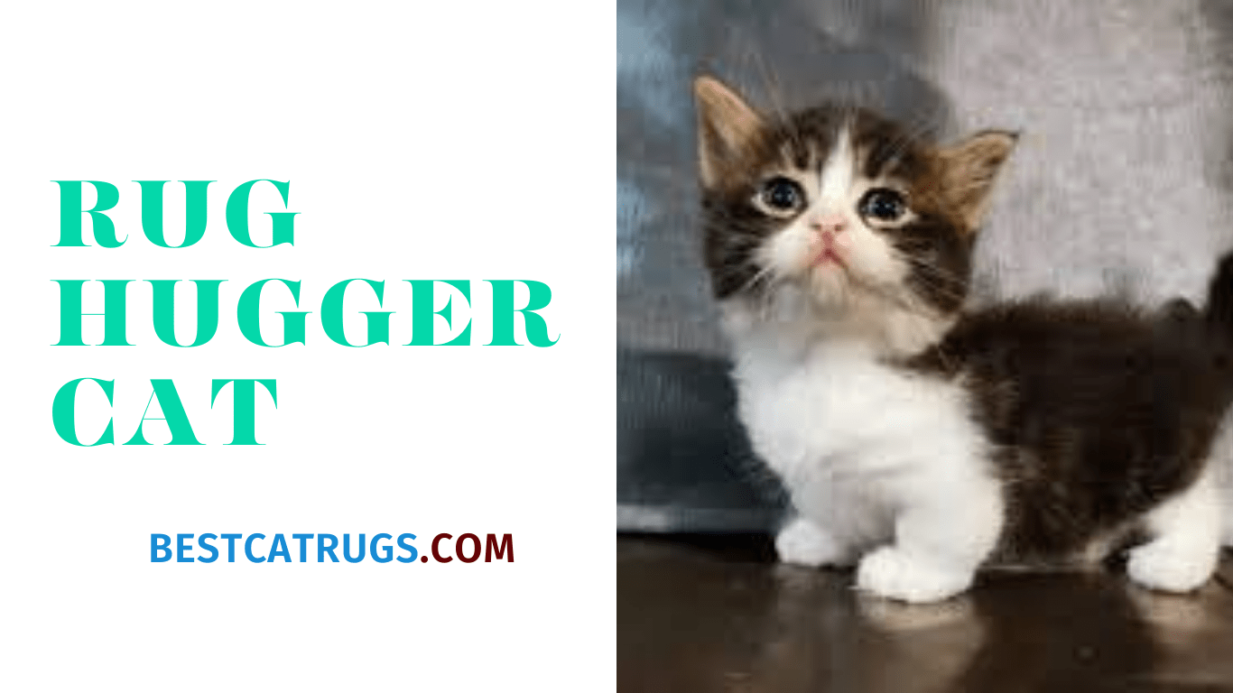 hugger cat rugs