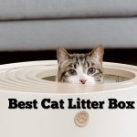 Best Cat Litter Box